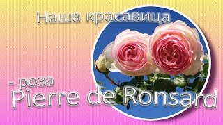 Наша красавица - роза Pierre de Ronsard / Сад Ворошиловой