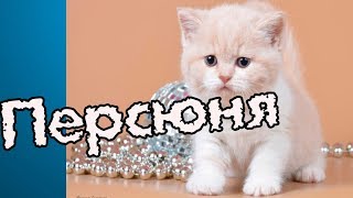 Ми-ми-мишные кошки. Персюне скоро месяц!!!