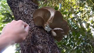 素人きのこ狩り動画