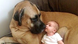 English Mastiff and Baby Compilation