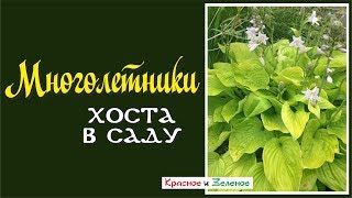 Шикарные хосты - выращиваем без хлопот.