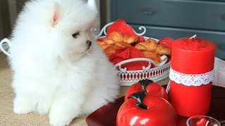 Белый шпиц на продажу