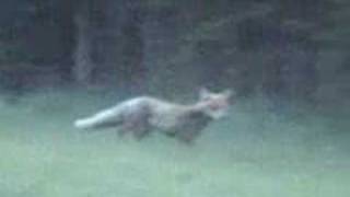 Líška obyčajná (vulpes vulpes)