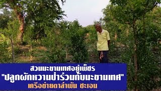 "ปลูกผักหวานป่าร่วมกับมะขามเทศ" เครือข่าย ตาลำพัน ชะเอม//สามอาชีพฯ