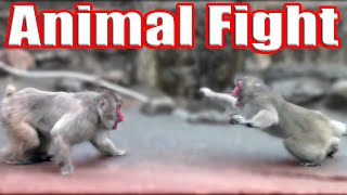 angry boss monkey compilation