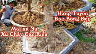 Lần đầu tận mắt chứng kiến gốc mai xù nu toàn thân quái lạ như thế này 0926944799