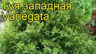 Туя западная Вариегата. Краткий обзор, описание характеристик thuja occidentalis Variegata