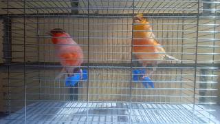 канарейка португальский арлекин (portuguese harlequin canary) Питомник канареек  "Ах, арлекино!"