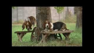 Teaching Basset Hound Puppies How To Play