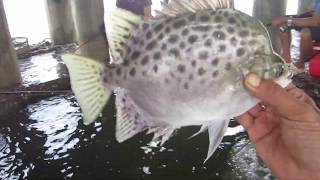 Câu cá nâu biển Vũng Tàu | Vung Tau Fishing
