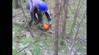 STIHL MS 211 (vrhunska motorka za proredu)