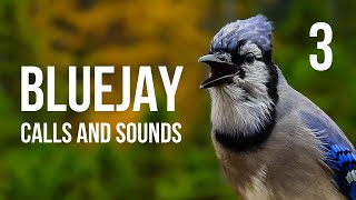 Blue Jay Calls and Sounds Part 3 And Behavior