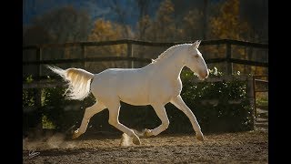 Looking for your Dream Horse?