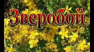 ЗВЕРОБОЙ. Лечебные травы. Народная медицина. Домашняя аптечка
