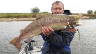 Lachs beim Zanderangeln auf der Elbe vom Boot