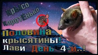 Половина дикой крысы. Пасючонок Лави. Четвертый день лечения! (Wild Rats | Дикие Крысы)