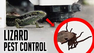 House Training Lizards To Eat Spiders!