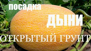 Посадка ДЫНИ в открытый грунт/Почему мы не мульчируем АРБУЗ И ДЫНЮ!? Московская область 2019