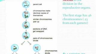 GCSE: Additional Science (AQA)Biology: CELL DIVISION AND GROWTH