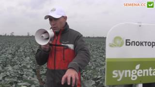 Блоктор F1 капуста (syngenta) День поля 13.10.2016