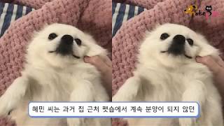 오직 한 가수 노래만 따라부르며 가슴 적시는 '가습기 창법' 강아지