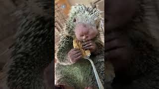 Rico loves is peanut butter