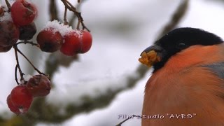 Снегирь (Pyrrhula pyrrhula) - Bullfinch | Film Studio Aves