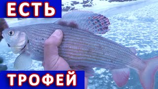 Хариус на зимнюю удочку. Как поймать хариуса зимой.