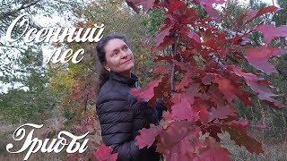 Осенний лес...грибы в лесу. Савранский лес