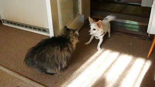 Katze verteidigt ihr Revier - Cat defended their turf