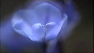 A. Vivaldi: La Notte - Concerto for bassoon, strings & b.c. in B flat major (RV 501) / Béla Drahos