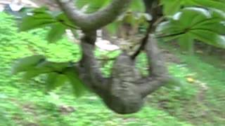 Paresseux qui monte finalement dans son arbre (part 4)