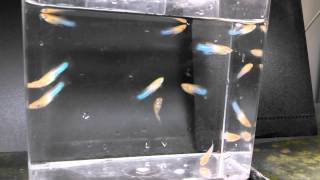 albino japan blue guppy march 15 2014