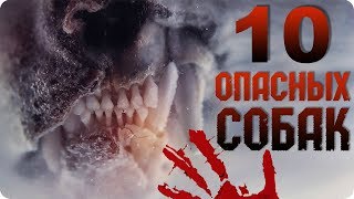 ???САМЫЕ БОЛЬШИЕ И ОПАСНЫЕ СОБАКИ??? новинки 2018, интересные факты, лучше