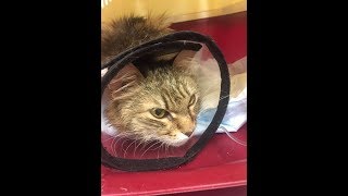 Наша Веснушка чуть не погибла =(