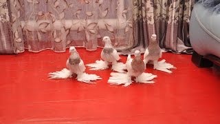 Бойные голуби Казахстана / Pigeons of Kazakhstan (Хасан касымов , Алматы, Казахстан )