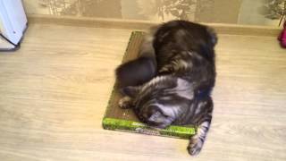 как научить кота точить когти кот Северус