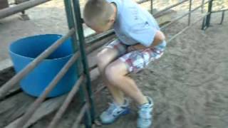miniature pony rodeo