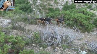 segugi.gr Μουντάρισμα λαγού, από Ιταλικούς Ιχνηλάτες. (Scovo a pello con segugi Italiani).