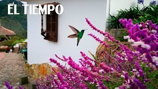 Aprenda a tomar fotos casi profesionales desde su celular