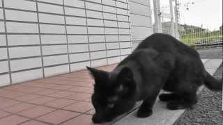 Hungry stray cat 痩せ飢えた野良猫