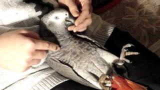 African grey Grishka relaxing with mama:)