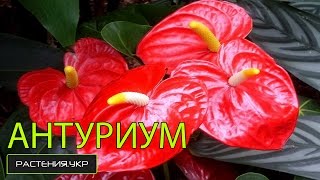 Цветок мужское счастье / Антуриум уход в домашних условиях