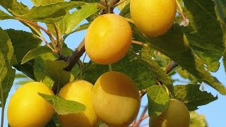 О сливе, устойчивой к сибирским условиям