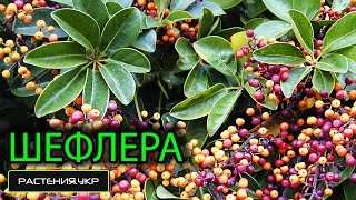Уход за шефлерой в домашних условиях / выращивание шеффлеры из семян