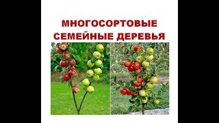 МНОГОСОРТОВЫЕ ДЕРЕВЬЯ // ПРИВИВКА /// СЕМЕЙНОЕ ДЕРЕВО