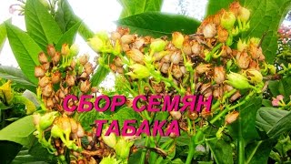 ДНЕВНИК ТАБАКОВОДА № 52 ( 14.09. Сбор семян табака ) ТАБАК