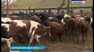 Гранты начинающим фермерам  Ст  Кулаткинский р н  ГТРК Волга Вести Ульяновск