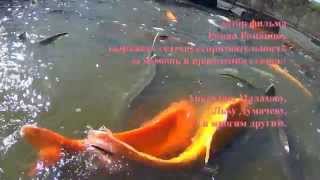 Воронежский золотой осетр
