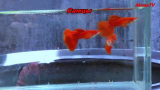 ПОРОДИСТЫЕ ГУППИ | ПОРОДА "ГУППИ КРАСНАЯ"( Guppy Full Red )
